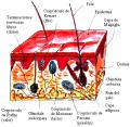 Dermatologa