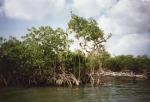 manglar